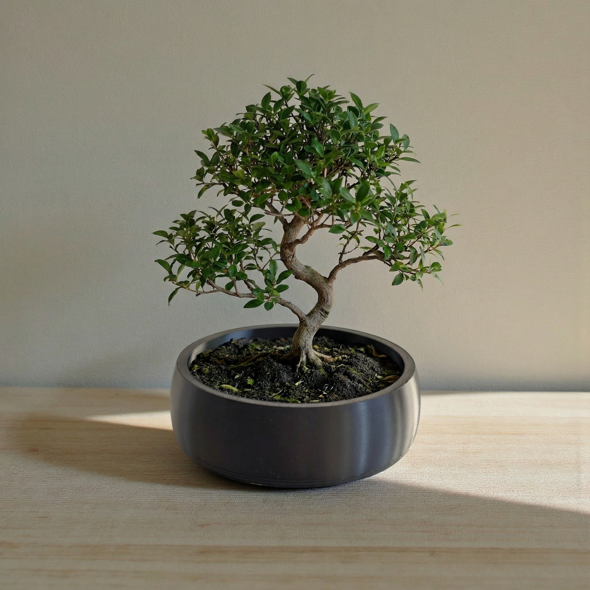 low profile plant pots Minimal Bonsai Planter Bowl – Modern Low-Profile Decorative Pot for In – arthaliving